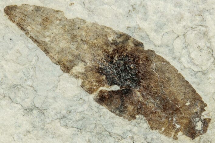 Fossil Winged Seed (Ailanthus) - Wyoming #245167